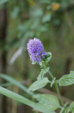 Menthe aquatique ???