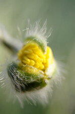 Eclosion d