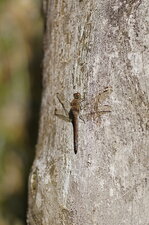 Sympetrum sp.