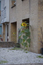 Perdus dans la jungle urbaine...