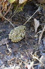 Pélodyte ponctué