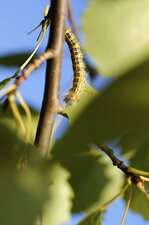 Chenille de la Bucéphale
