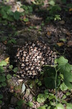 Colonie champignonesque