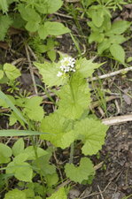 Alliaire officinale