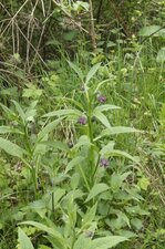 Consoude officinale