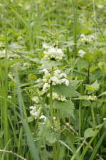 Lamier blanc