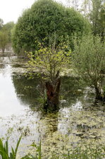 Vieux saule têtard qui redémarre ?