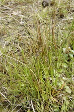 Luzule sp.