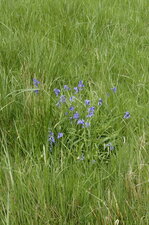 Jacinthe des bois