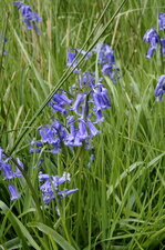 Jacinthe des bois