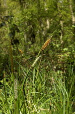 Carex sp.
