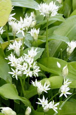 Ail des ours