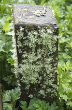 Lichen
