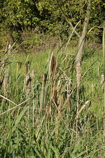 Typha