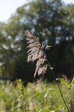Phragmite