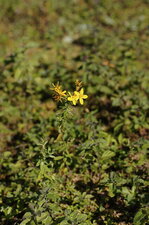 Millepertuis sp. ???