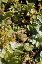 Criquet sp.