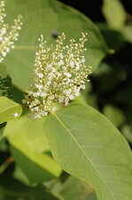 Fleur de renouée du Japon