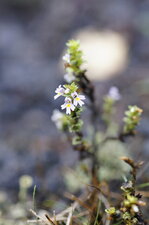 Euphrasia sp.