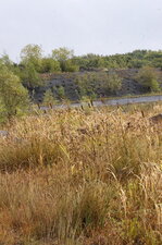 Typha