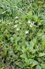 Camomille sp.