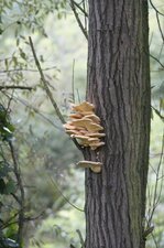 Champignon "arboricole" (2)