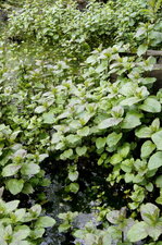 Menthe aquatique