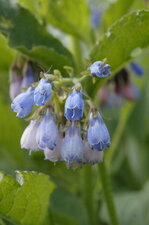 Consoude - Symphytum uplandicum ?