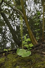 Listère à feuilles ovales ou grande listère