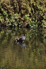 Foulque macroule