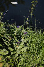 Centaurée "bleuet"
