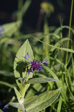 Fleur de centaurée "bleuet"