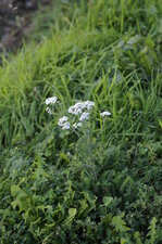 Achillea millefolium