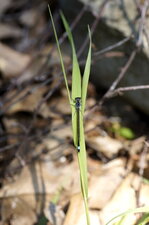 Agrion élégant - Ishnura elegans