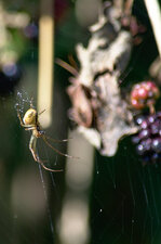 Araignée "Mangora acalypha"