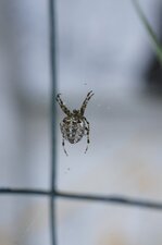 Araneus diadematus