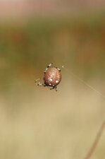 Araneus quadratus