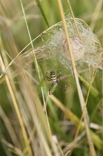 Argiope bruennichi