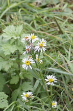 Aster de la st michel - sous réserve