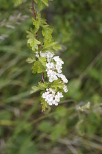 Aubépine