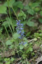 Bugle rampante