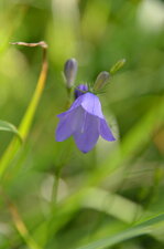Campanule