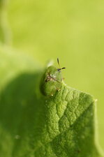 Cassida sp.