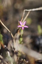 Centaurium sp. "nain"