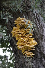 Champignon
