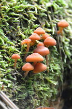 Champignons