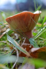 Champignon