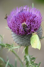 Cabaret à nectar pour les insectes !! (humm le Cirse Laineux)
