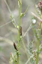 Chenille de l