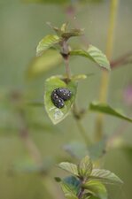 Chenille de Tenthredo marginella